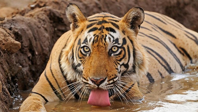 ನಾಗರಹೊಳೆಯಲ್ಲಿ ಹುಲಿ ದಾಳಿ: ವ್ಯಕ್ತಿ ಸಾವು