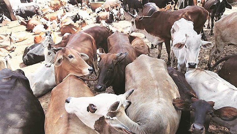 ಉತ್ತರ ಪ್ರದೇಶ: ಬಿಡಾಡಿ ದನಗಳನ್ನು ಸರ್ಕಾರಿ ಶಾಲೆ, ಕಟ್ಟಡಗಳಲ್ಲಿ ಕೂಡಿ ಹಾಕಿದ ಆಗ್ರಾ ರೈತರು!
