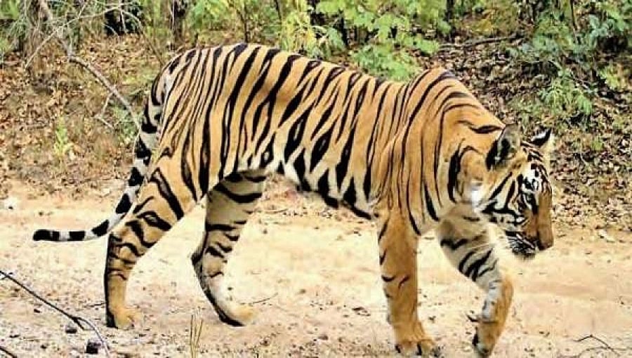 ಪ್ರತಿ ತಿಂಗಳೂ 3, 10 ವರ್ಷದಲ್ಲಿ 384 ಹುಲಿಗಳ ಹತ್ಯೆ: ಆರ್ ಟಿಐನಿಂದ ಕಳ್ಳಬೇಟೆಗಾರರ ಬಣ್ಣ ಬಯಲು