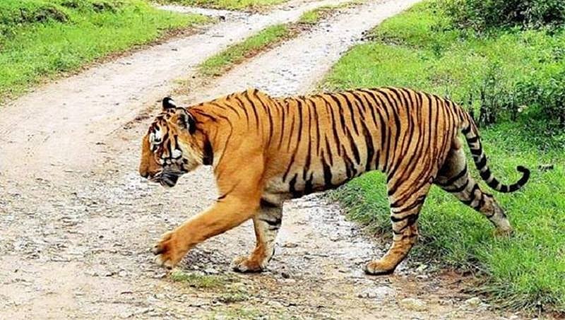 ನಾಗರಹೊಳೆ: ಕೊಳೆತ ಸ್ಥಿತಿಯಲ್ಲಿ ಹುಲಿ ದೇಹ ಪತ್ತೆ