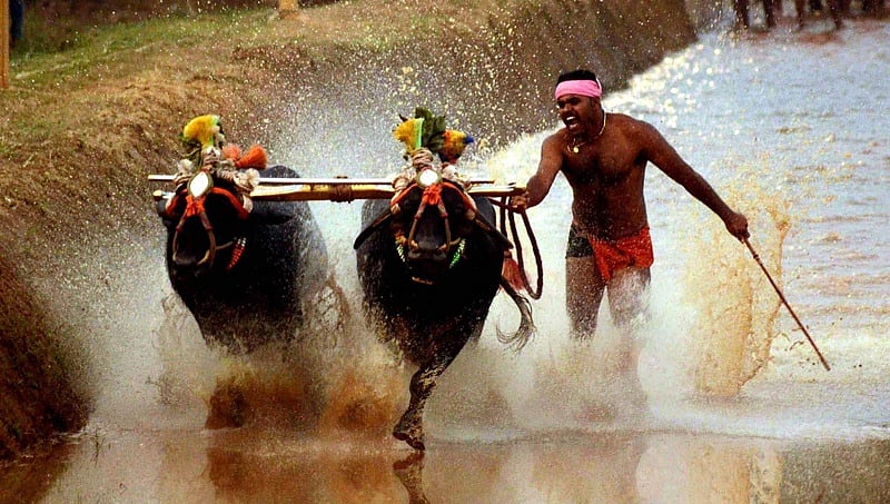 ಕಂಬಳಕ್ಕೆ ತಡೆ ನೀಡಲು ಸುಪ್ರೀಂ ಕೋರ್ಟ್ ಸದ್ಯಕ್ಕೆ ನಕಾರ