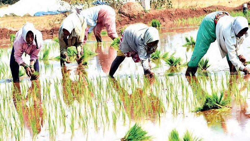 ಮಂಗಳೂರು: ಮಧ್ಯಾಹ್ನದ ಬಿಸಿಯೂಟಕ್ಕಾಗಿ ವಿದ್ಯಾರ್ಥಿಗಳಿಂದಲೇ ಭತ್ತದ ಕೃಷಿ