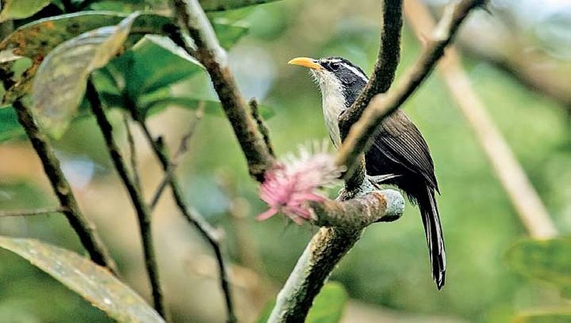 ಪಶ್ಚಿಮ ಘಟ್ಟದ ಪಕ್ಷಿಗಳಿಗೆ ರೋಬಸ್ಟಾ ಕಾಫಿಯೇ ಇಷ್ಟ!