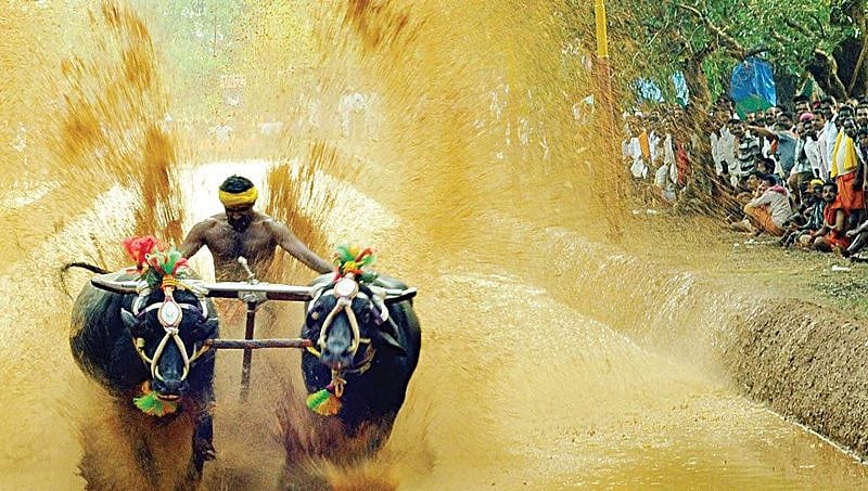 ಕಂಬಳ ಕ್ರೀಡೆಗೆ ನಿಷೇಧ ಕೋರಿ ಪೇಟಾ ಮನವಿ: ಫೆ.12ರಂದು ಸುಪ್ರೀಂ ವಿಚಾರಣೆ