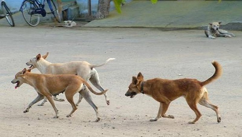 ಮೈಸೂರು: ನಾಯಿಗೆ ಕಲ್ಲು ಬೀರಿದ್ದಕ್ಕಾಗಿ ವೃದ್ದೆಯ ಮೇಲೆ ಮಹಿಳೆಯಿಂದ ಹಲ್ಲೆ