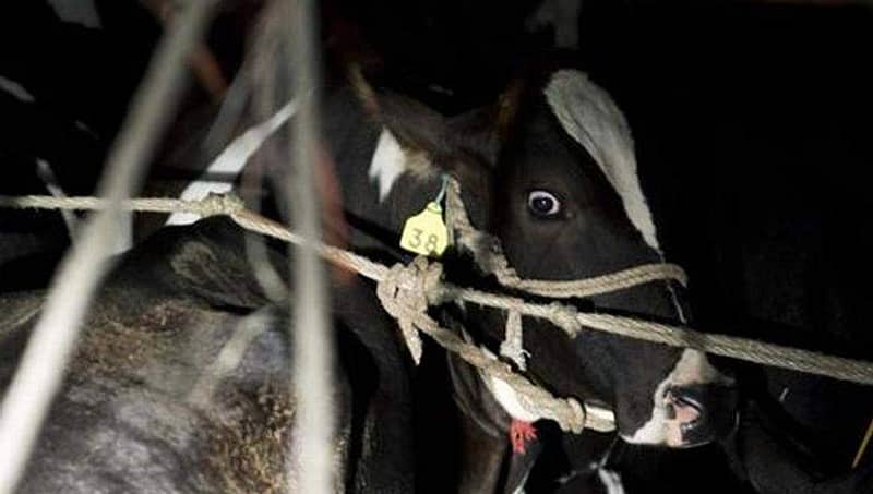 ಮೋದಿಯವರ ಆಡಳಿತದಲ್ಲಿ ಗೋ ಮಾಂಸ ರಫ್ತು ಹೆಚ್ಚಳ: ರಾಮಲಿಂಗಾ ರೆಡ್ಡಿ