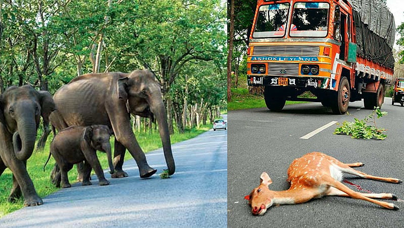 ಕೇರಳ ಒತ್ತಡಕ್ಕೆ ಮಣಿಯದ ಸರ್ಕಾರ, ಬಂಡೀಪುರದಲ್ಲಿ ರಾತ್ರಿ ಸಂಚಾರ ನಿಷೇಧ ಮುಂದುವರಿಕೆ