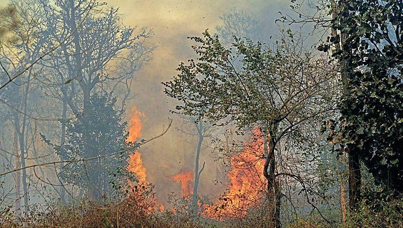 ನಾಗರಹೊಳೆ ಮೀಸಲು ಅರಣ್ಯದ ಹೊರಗಡೆ ಕಾಡ್ಗಿಚ್ಚು