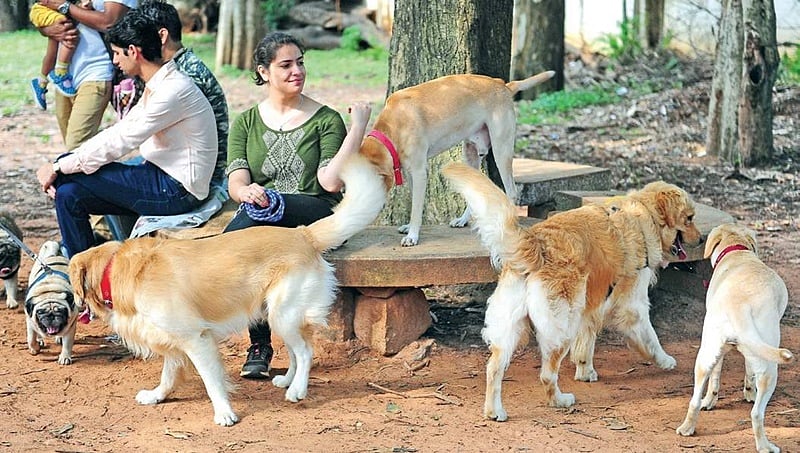 ಈ ಭಾನುವಾರ ಕಬ್ಬನ್ ಪಾರ್ಕ್ ನಲ್ಲಿ ನಿಮ್ಮ ನಾಯಿಗೆ ಲೈಸೆನ್ಸ್ ಪಡೆದುಕೊಳ್ಳಿ