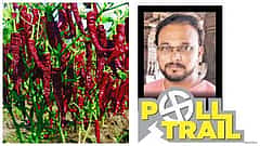 ರಾಜ್ಯ ವಿಧಾನಸಭೆ ಚುನಾವಣೆ: ಸೋಮಾರಿ ರಾಜಕಾರಣಿಗಳ ಬೆವರಿಳಿಸುವ 'ಬ್ಯಾಡಗಿ' ಮೆಣಸಿನಕಾಯಿ