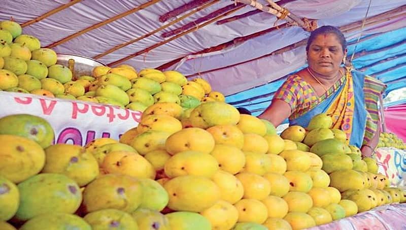 ಈ ವರ್ಷ ಹಣ್ಣುಗಳ ರಾಜ ಮಾವುಗೆ ಉತ್ತಮ ಬೆಲೆ ನಿರೀಕ್ಷೆ