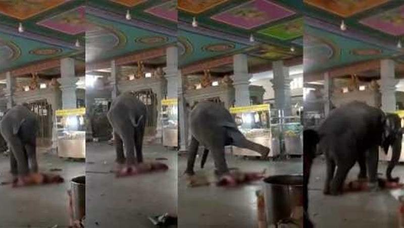 ತಿರುಚ್ಚಿ ದೇಗುಲದ ಮದವೇರಿದ ಆನೆಯಿಂದ ಮಾವುತನ ಮೇಲೆ ದಾಳಿ, ಸಾವು!