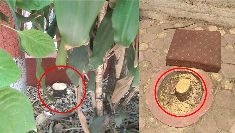 'ಆಹಾ ಎಂಥಾ ಭದ್ರತೆ'...ರಾಜಭವನದ ಆವರಣದಲ್ಲೇ ಗಂಧದ ಮರ ಕಳ್ಳತನ!