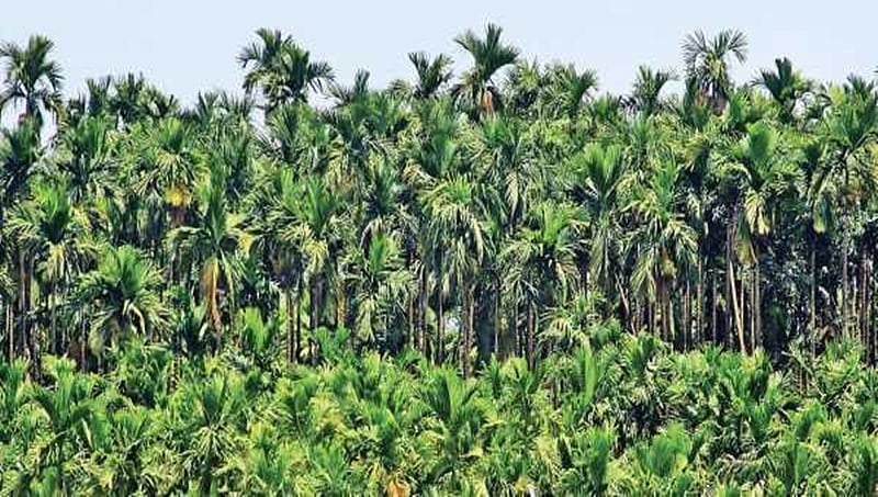 ಸಾಗರ ಕ್ಷೇತ್ರ: ಅಡಿಕೆ ಬೆಳೆಗಾರರದ್ದೇ ಇಲ್ಲಿನ ಪ್ರಮುಖ ಸಮಸ್ಯೆ