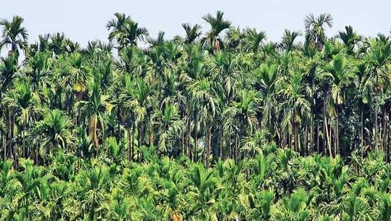 ಸಾಗರ ಕ್ಷೇತ್ರ: ಅಡಿಕೆ ಬೆಳೆಗಾರರದ್ದೇ ಇಲ್ಲಿನ ಪ್ರಮುಖ ಸಮಸ್ಯೆ