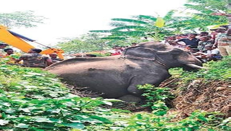 ಎಚ್. ಡಿ ಕೋಟೆ ಬಳಿ ಕಂದಕಕ್ಕೆ ಬಿದ್ದು ಆನೆ ಸಾವು