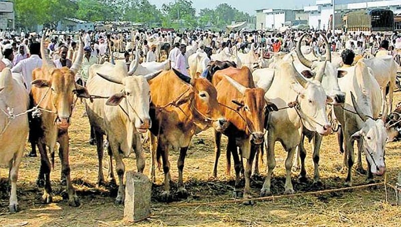 ಜಾರ್ಖಂಡ್: ಜಾನುವಾರು ಕಳ್ಳತನ ಶಂಕೆ, ಗೋ ರಕ್ಷಕರಿಂದ ಇಬ್ಬರ ಹತ್ಯೆ