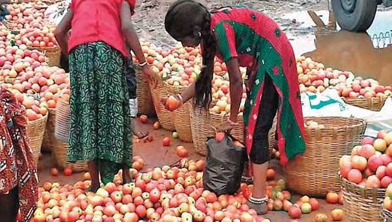 ಪಾತಳಕ್ಕೆ ಕುಸಿದ ಬೆಲೆ: ರಸ್ತೆಗೆ ಟೊಮೊಟೊ ಸುರಿದು ದಾವಣಗೆರೆ ರೈತರ ಅಸಮಾಧಾನ