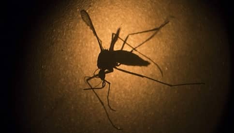 ಬೆಂಗಳೂರಿನಲ್ಲಿ 41 ಚಿಕುನ್ ಗುನ್ಯಾ, 368 ಡೆಂಗ್ಯು ಪ್ರಕರಣಗಳು ವರದಿ