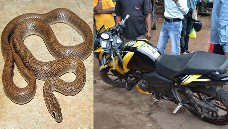 ಪ್ಯಾಂಟ್ ನಲ್ಲಿ ಹಾವು ಸೇರಿರುವುದು ತಿಳಿಯದೇ ಅರ್ಧ ಗಂಟೆ ಬೈಕ್ ಚಲಾಯಿಸಿದ ಭೂಪ!