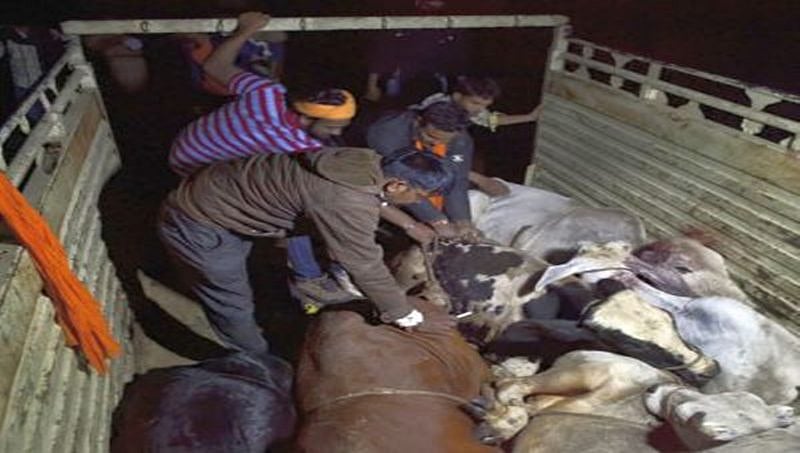 ಆಲ್ವಾರ್ ಸಾಮೂಹಿಕ ಹಲ್ಲೆ ಪ್ರಕರಣ: ಬಂಧಿತ ಗೋಸಂರಕ್ಷಕರನ್ನು ಬಿಡುಗಡೆಗೊಳಿಸುವಂತೆ ಬಿಜೆಪಿ ಶಾಸಕನ ಆಗ್ರಹ