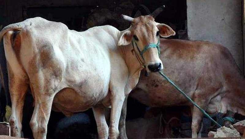 ದೆಹಲಿ: ಗೋಶಾಲೆಯಲ್ಲಿ 36 ಹಸುಗಳು ದಿಢೀರ್ ಸಾವು