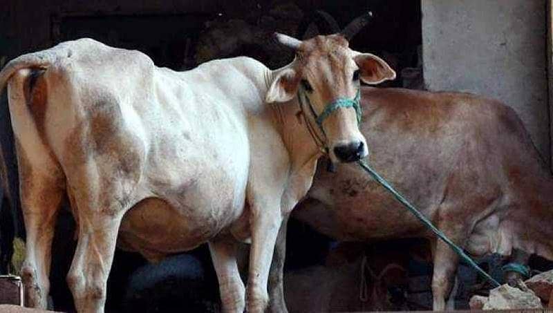 ದೆಹಲಿ: ಗೋಶಾಲೆಯಲ್ಲಿ 36 ಹಸುಗಳು ದಿಢೀರ್ ಸಾವು