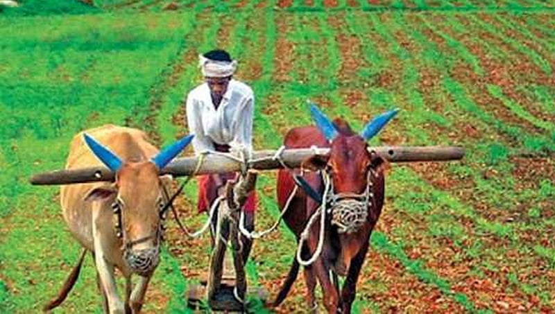 ಬೆಳೆ ವಿಮೆ ಪಾವತಿಸಲು ವಿಫಲವಾದರೆ, ಕಂಪನಿಗಳು ಬಡ್ಡಿ ಸಮೇತ ನೀಡಬೇಕು: ಕೇಂದ್ರ