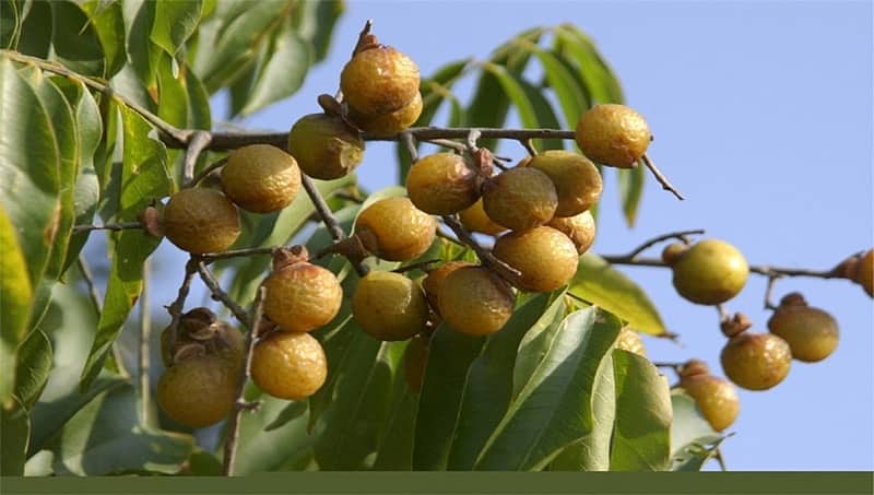 ರಾಜ್ಯ ಬಜೆಟ್: ಸಿಎಂ ಕುಮಾರಸ್ವಾಮಿ ಅಂಟ್ವಾಳ ಕಾಯಿ ಬೇಸಾಯಕ್ಕೆ ಉತ್ತೇಜನ ನೀಡಿದ್ದೇಕೆ? ಇಲ್ಲಿದೆ ವಿವರ