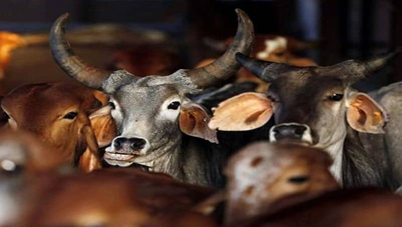 ಗೋಹತ್ಯೆ ಭಯೋತ್ಪಾದನೆಗಿಂತ ಅತಿ ದೊಡ್ಡ ಅಪರಾಧ: ರಾಜಸ್ತಾನ ಬಿಜೆಪಿ ಶಾಸಕ
