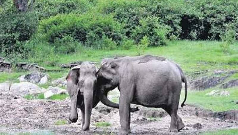 ಕಚ್ಚಾ ಕಾಗದ ತಯಾರಿಕೆಗೆ ಆನೆ ಲದ್ದಿ ಬಳಕೆ; ಅರಣ್ಯ ಇಲಾಖೆ