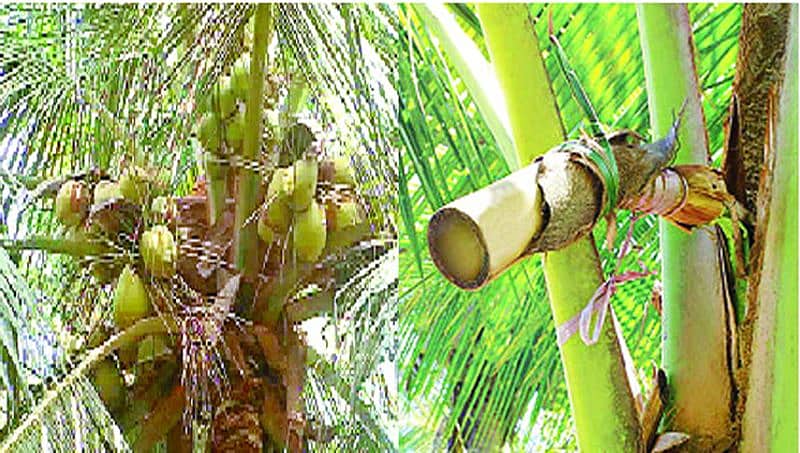 ಮದುವೆ, ಸಮಾರಂಭಗಳಲ್ಲಿ 'ನೀರಾ' ವೆಲ್ ಕಮ್ ಡ್ರಿಂಕ್: ಶಿವಮೊಗ್ಗದಲ್ಲಿ ಹೊಸ ಟ್ರೆಂಡ್!