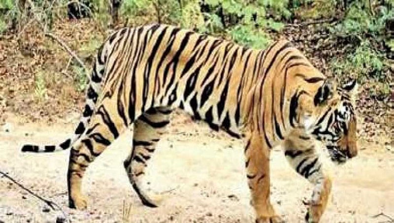 ಮಲೆಮಹದೇಶ್ವರ ಬೆಟ್ಟ ಇನ್ಮುಂದೆ ರಾಜ್ಯದ ಆರನೇ ಹುಲಿ ಸಂರಕ್ಷಣಾ ವಲಯ