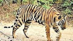 ಮಲೆಮಹದೇಶ್ವರ ಬೆಟ್ಟ ಇನ್ಮುಂದೆ ರಾಜ್ಯದ ಆರನೇ ಹುಲಿ ಸಂರಕ್ಷಣಾ ವಲಯ
