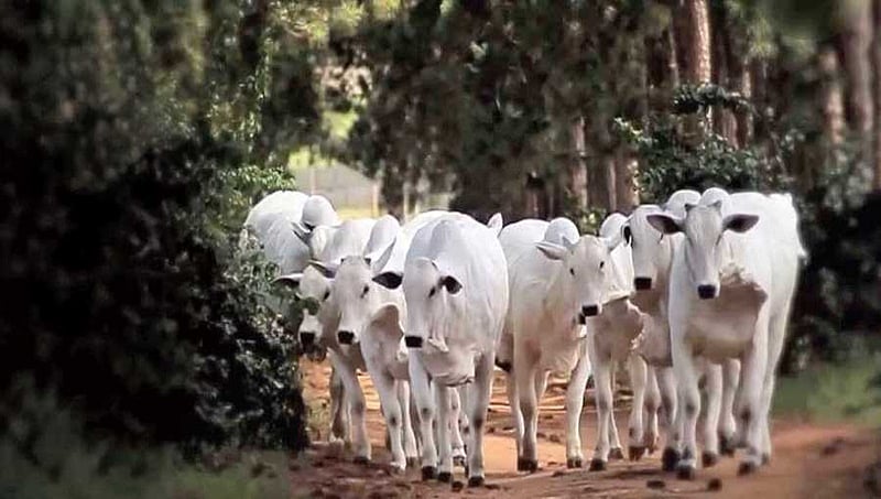 ಮಧ್ಯ ಪ್ರದೇಶ: 1 ಲಕ್ಷ ಹಸುಗಳ ರಕ್ಷಣೆಗೆ 1 ಸಾವಿರ ಗೋಶಾಲೆ ನಿರ್ಮಾಣ