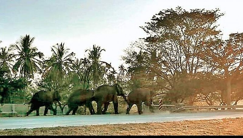 ನೈಸ್ ರಸ್ತೆಯಲ್ಲಿ ಆನೆಗಳ ಹಿಂಡು: ಸವಾರರಲ್ಲಿ ಭೀತಿ