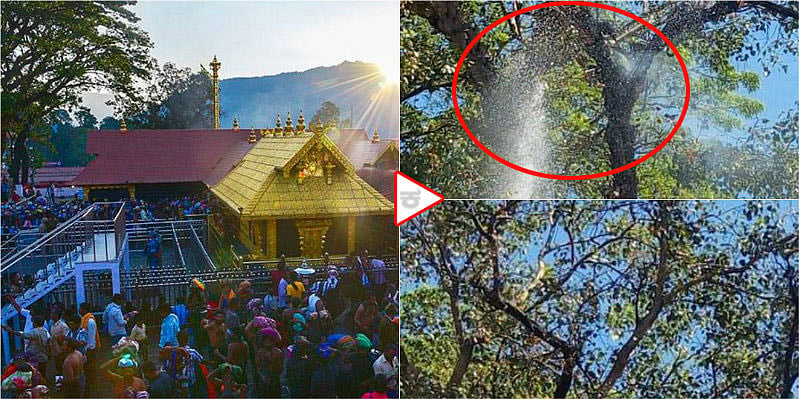 ಶಬರಿಮಲೆಯ ಬೃಹತ್ ಆಲದ ಮರಕ್ಕೆ ಬೆಂಕಿ, ಅಪಶಕುನದ ಮುನ್ಸೂಚನೆಯೇ? ವಿಡಿಯೋ ವೈರಲ್