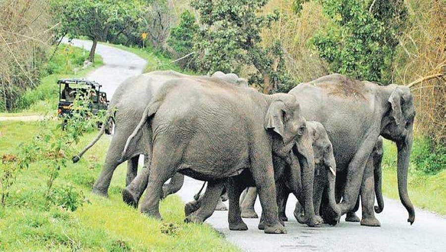 ಬಂಡೀಪುರ ಮೇಲು ರಸ್ತೆ ಯೋಜನೆಗೆ ಕೇಂದ್ರದಿಂದ ರೆಡ್ ಸಿಗ್ನಲ್: ಪರಿಸರವಾದಿಗಳಿಗೆ ಹರ್ಷ