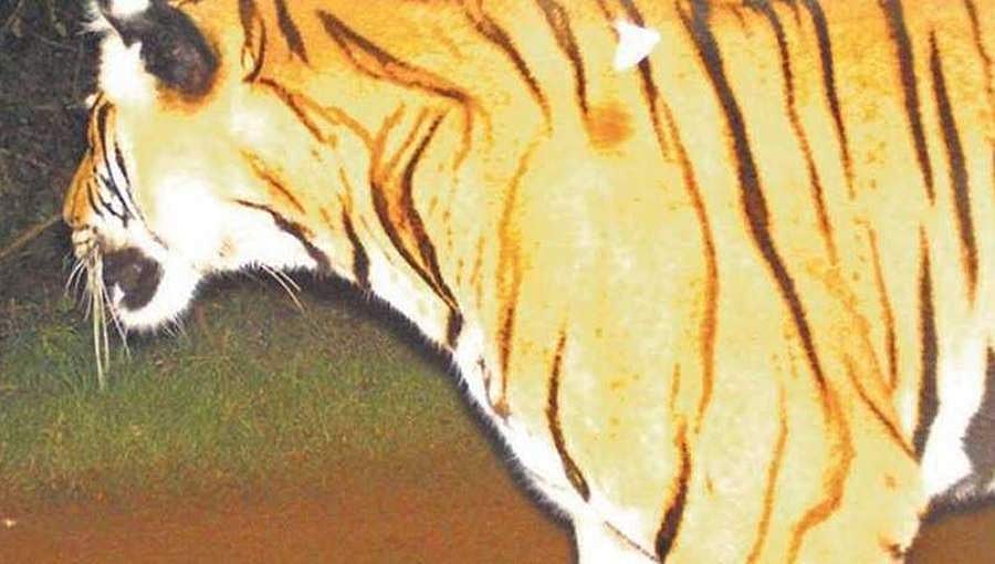 ಮುಂದುವರೆದ ಆಪರೇಷನ್ ಟೈಗರ್: ಹುಲಿರಾಯನ ಹೆಜ್ಜೆ ಗುರುತು ಪತ್ತೆ, ಶೀಘ್ರದಲ್ಲೇ ಸೆರೆ ಸಾಧ್ಯತೆ