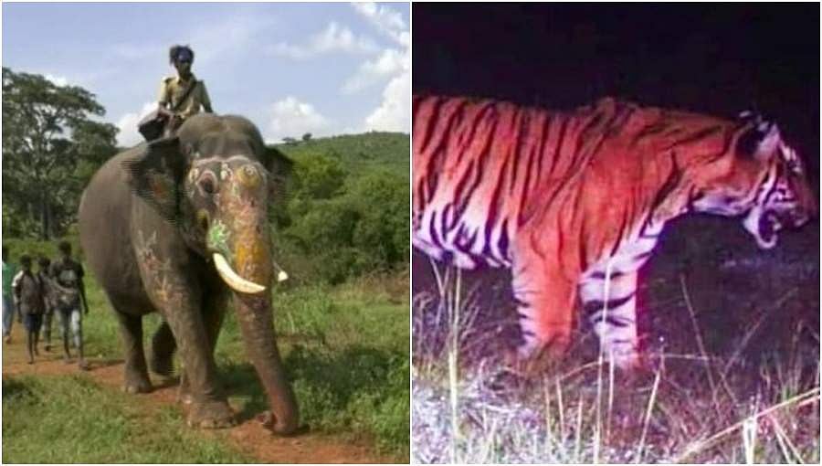 ಸೋಲಿಗರ ಸಹಾಯ: ಕೊನೆಗೂ ನರಹಂತಕ ಹುಲಿ ಜೀವಂತ ಸೆರೆ!