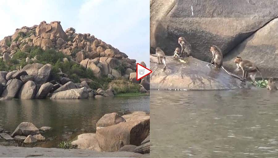 ಹಂಪಿಯಲ್ಲಿ ಅಳಿವು-ಉಳಿವಿಗಾಗಿ ವಾನರ ಸಾಹಸ; ಪ್ರಾಣ ಪಣಕ್ಕಿಟ್ಟು, ಆಹಾರಕ್ಕಾಗಿ ಬರುವ ಕೋತಿಗಳು