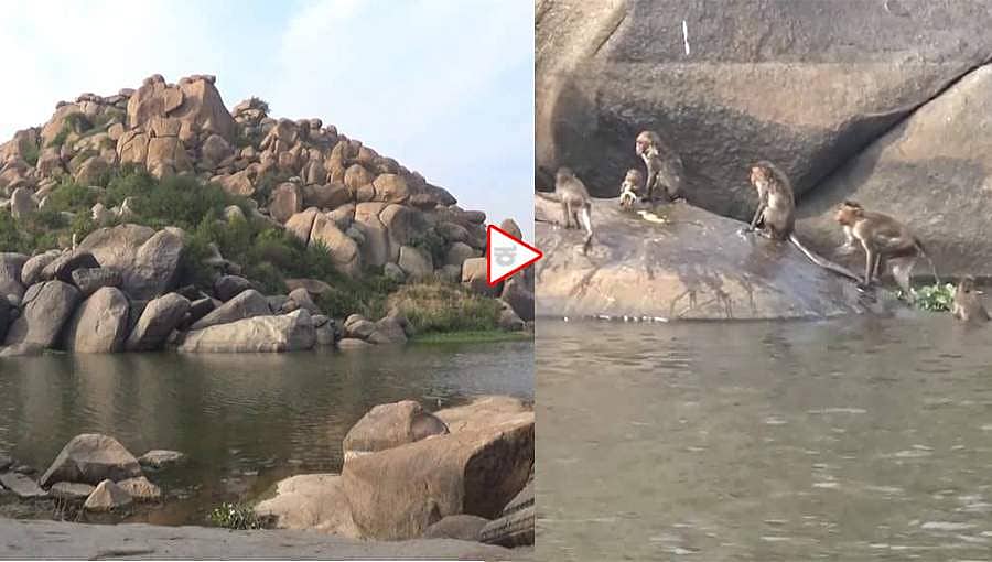 ಹಂಪಿಯಲ್ಲಿ ಅಳಿವು-ಉಳಿವಿಗಾಗಿ ವಾನರ ಸಾಹಸ; ಪ್ರಾಣ ಪಣಕ್ಕಿಟ್ಟು, ಆಹಾರಕ್ಕಾಗಿ ಬರುವ ಕೋತಿಗಳು