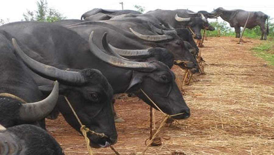 ಕೋಣಕ್ಕಾಗಿ ಗ್ರಾಮಗಳ ನಡುವೆ ಕಿತ್ತಾಟ: ಮಾಲೀಕತ್ವ ಪತ್ತೆಗೆ ಕೋಣಕ್ಕೆ ಡಿಎನ್ಎ ಟೆಸ್ಟ್