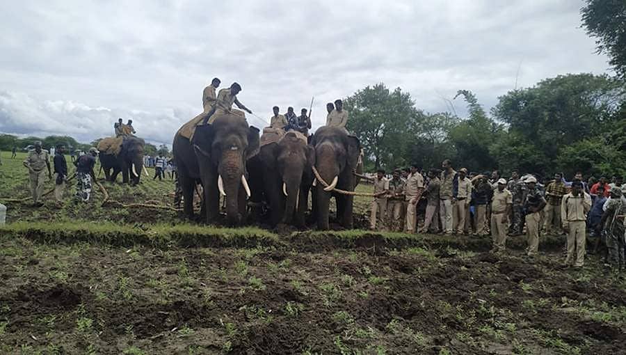 ಗುಂಡ್ಲುಪೇಟೆ: ರೈತರನ್ನು ಗಾಯಗೊಳಿಸಿದ್ದ ಪುಂಡಾನೆ ಸೆರೆ
