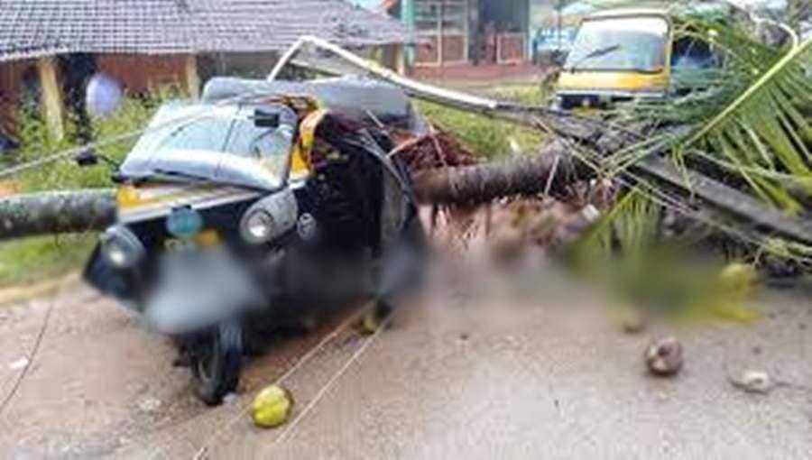 ಚಿಕ್ಕಮಗಳೂರು: ಆಟೋ ಮೇಲೆ ಬಿದ್ದ ತೆಂಗಿನ ಮರ, ಕೂದಲೆಳೆ ಅಂತರದಲ್ಲಿ ಚಾಲಕ ಪಾರು
