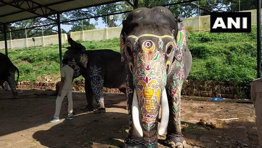 ಬಣ್ಣಗಳ ಚಿತ್ತಾರಗಳಿಂದ ಜಂಬೂ ಸವಾರಿಗೆ ಸಿದ್ದವಾಗಿರುವ ಆನೆಗಳು!