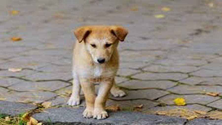 ಬೆಂಗಳೂರು: ಮನೆ ಮುಂದೆ ಬೊಗಳುತ್ತೆ ಅಂತ ನಾಯಿಗೆ ಶೂಟ್ ಮಾಡಿದ್ದ ವೃದ್ಧ ಅರೆಸ್ಟ್