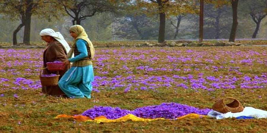 ಕಾಶ್ಮೀರದ ರೈತರ ರಕ್ಷಣೆಗೆ ಧಾವಿಸಿದ ಕೇಂದ್ರ ಸರ್ಕಾರ
