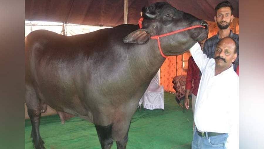 ಹೆಸರಿಗೆ ಅನ್ವರ್ಥವೆಂಬಂತೆ ಈ 'ಭೀಮ': ಈತನ ಬೆಲೆ ಬರೋಬ್ಬರಿ 14 ಕೋಟಿ ರೂ. 