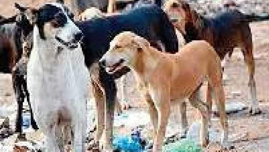 ರಾಮನಗರ: ರಕ್ಕಸ ಬೀದಿ ನಾಯಿಗಳ ದಾಳಿಯಿಂದ 9 ಜನರಿಗೆ ಗಾಯ